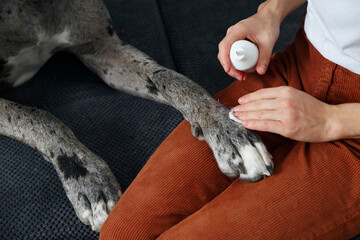 Crop female disinfecting wound on paw of dog