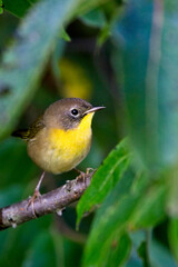 Common Yellowthroat (Geothlypis trichas) female or juvenile, Cape May, New Jersey, USA.