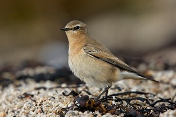 Northern Wheatear, (Oenanthe oenanthe), first winter or female, St Mary's, Scilly Isles, Cornwall, England, UK.