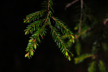 View of a green young spruce branch.