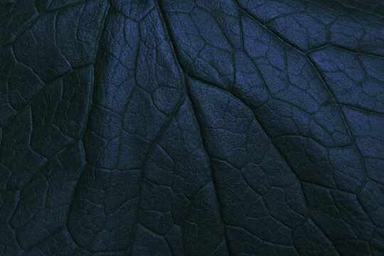 dark leaf texture closeup background