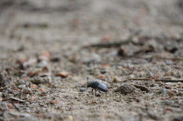 macro beetle on a path in a park