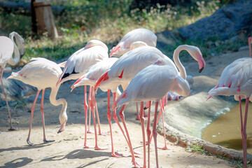 Beautiful shot of flamingos walking on water with green grass in the background