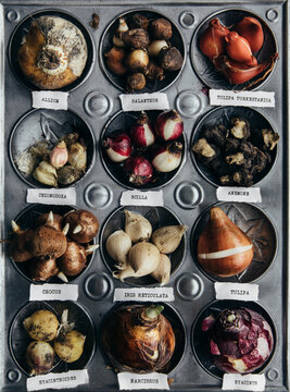 Many bulbs collected in oven pan with their botanical name written on paper labels