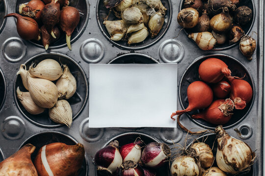 Empty paper label laying on baking pan amongst many varieties of bulbs