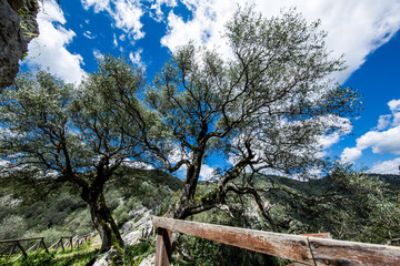 Percorso in montagna con staccionata di legno