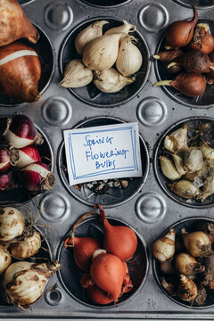 Words Spring flowering bulbs handwritten on paper tag amongst many different bulbs on tray