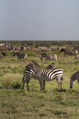 Fototapeta na wymiar zebras on the grass