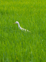 heron on the green grass