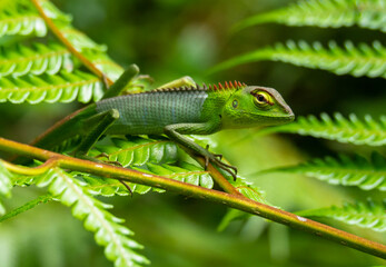 chameleon on a branch