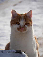 cat in snow