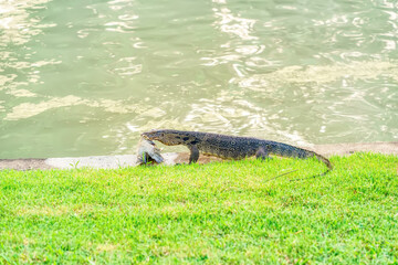 Varanus salvator eating fish near a pond in the park.