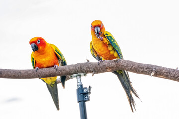 Conures perched on a branch. Bird is a popular pet in Thailand.