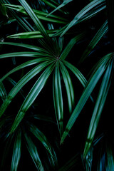 Fototapeta premium abstract background with leaves