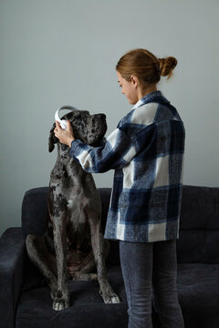 Young woman putting headphones on obedient dog