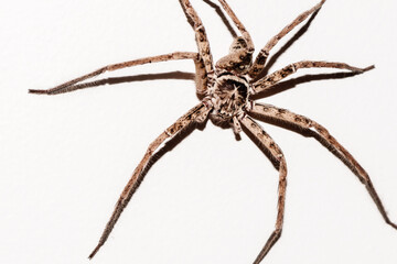 huntsman spider