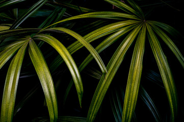 palm tree leaves