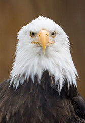 portrait of a  bald eagle
