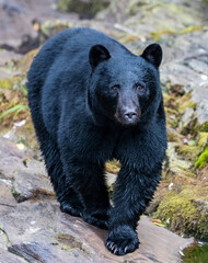 Alaskan Black Bear.