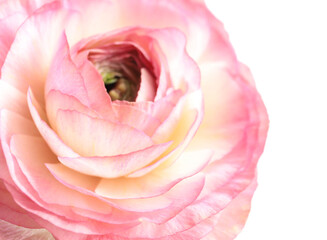 Obraz na płótnie Canvas Beautiful fresh ranunculus flower on white background, closeup