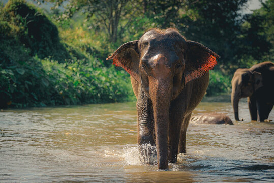 Elephants in Chiang Mai, Thailand., Asian elephant into the wild.