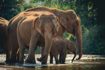 Elephants in Chiang Mai, Thailand., Asian elephant into the wild.