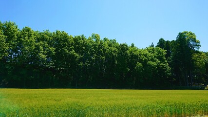 麦畑　青空