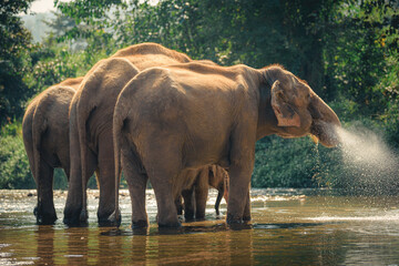 Fototapeta na wymiar Elephants in Chiang Mai, Thailand., Asian elephant into the wild.