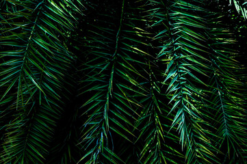 fern leaf background
