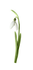 Beautiful tender snowdrop flower isolated on white. Symbol of first spring day