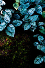 autumn leaves background