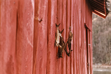 Dry fish on the wall of a boat house