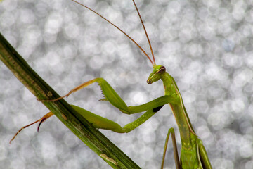 Close-up shot of a green mantis leaning on a stalk. Intensely silver background with flashes.