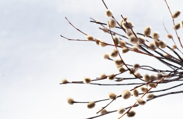Willow branch in daylight by the window on a white background