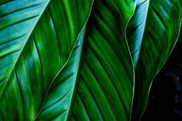 abstract green leaf texture, nature background, tropical leaf