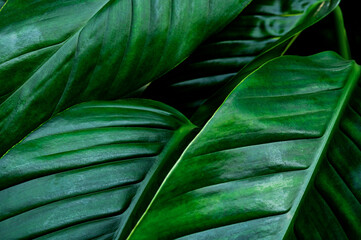 Obraz na płótnie Canvas green leaf background