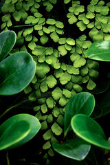 closeup nature view of green leaf texture, dark wallpaper concept, nature background, tropical leaf