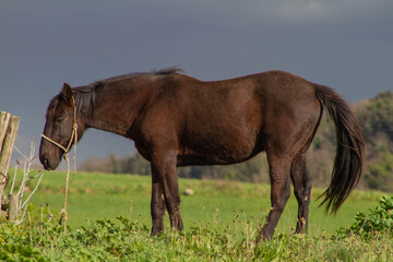 Obraz premium Brown Italian native horse,The common Italian horse Grazing in the fields