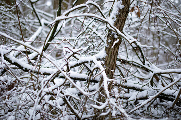 view of the forest in winter