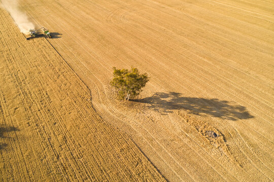 Header and Chaser Bin Harvesting Crop