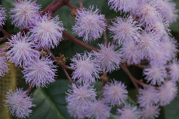 Eupatorium sordidum. eupatorium sordidum flower blooming in flower garden. Flower  Macro Shot. close up view natural. unusual purple flower. flower background. Eupatorium sordidum close up.