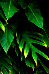 leaf background