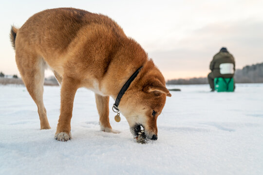 Shiba inu dog eating a stolen fish with a fisherman on the background. Ice Fishing