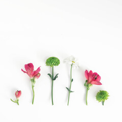 Creative colorful layout made of white daisy, pink and green spring flowers on minimal white background. Spring concept with copy space.