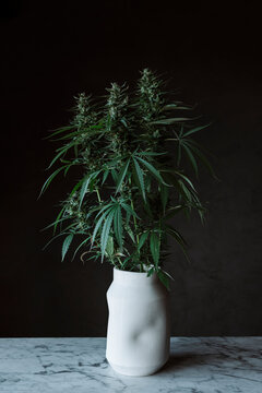 Cannabis plant