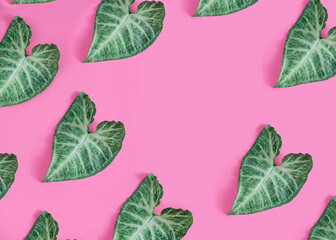 Tropical green leaf pattern on pastel pink background. Minimal flatlay with copyspace.