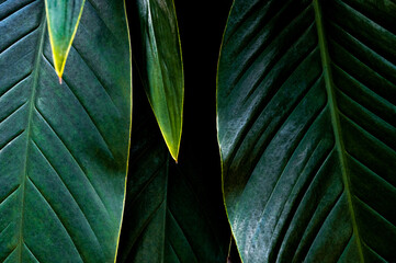 green leaf background