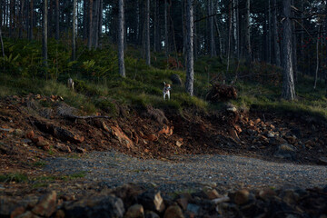 Dog wandering the forest
