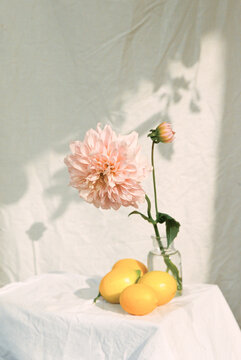 dahlias and lemons still life.