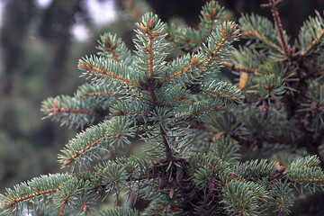 spruce branch with fluffy prickly green needles